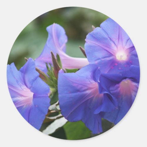 Sun Illuminated Blue and Lavender Morning Glories Classic Round Sticker