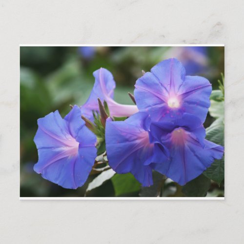 Sun Illuminated Blue and Lavender Morning Glories Postcard