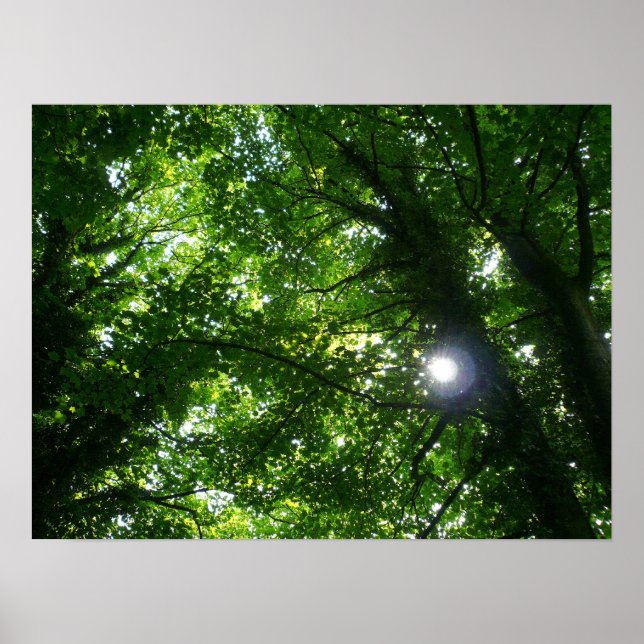Sun in the Trees Poster (Front)