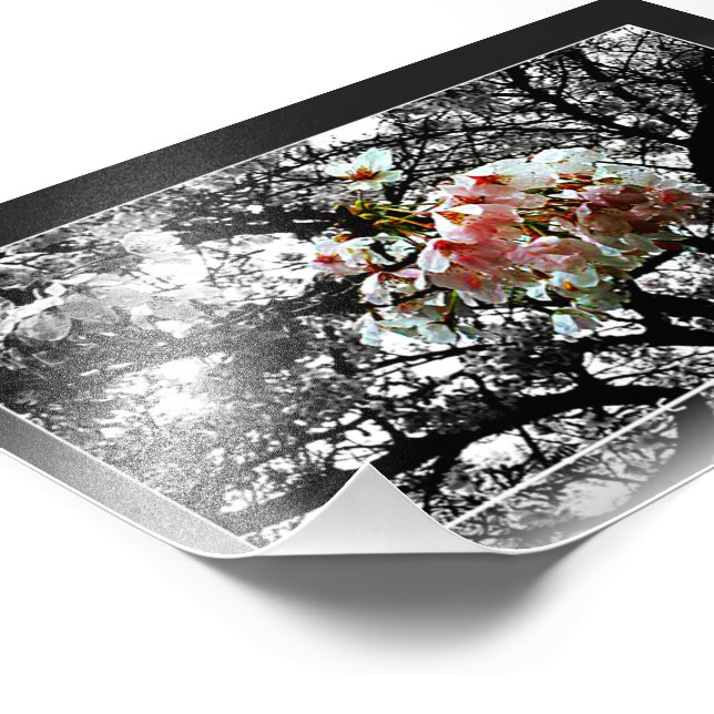 Sun Kissed Cherry Blossoms Photo Print (Corner)