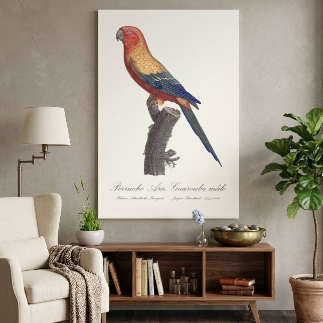 Sun Parakeet Male, Aratinga Solstitialis Canvas Print (Sun Parakeet Male, Aratinga Solstitialis. Canvas Print)