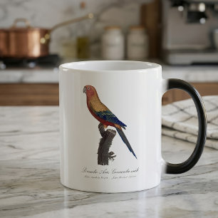 Sun Parakeet Male, Aratinga Solstitialis Color Morph Mug