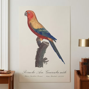 Sun Parakeet Male, Aratinga Solstitialis Metal Print