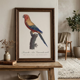 Sun Parakeet Male, Aratinga Solstitialis Photo Print