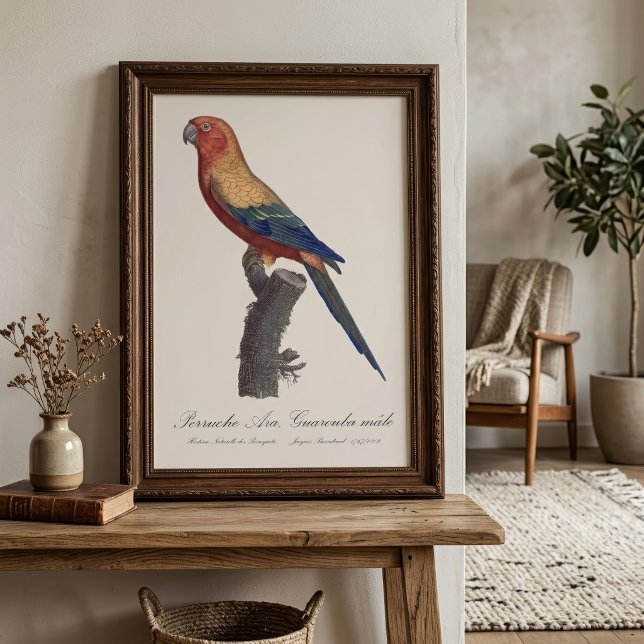 Sun Parakeet Male, Aratinga Solstitialis Photo Print (Sun Parakeet Male, Aratinga Solstitialis. Photo Print)