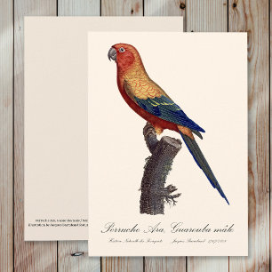 Sun Parakeet Male, Aratinga Solstitialis Thank You Card