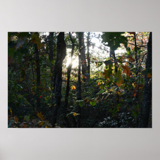 Sun Peaking though Autumn Trees Poster