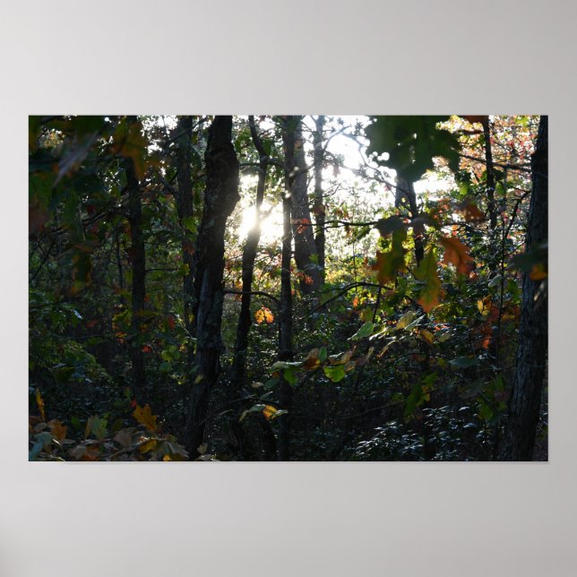 Sun Peaking though Autumn Trees Poster (Front)