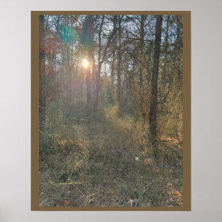 Sun Peaking through Trees Poster