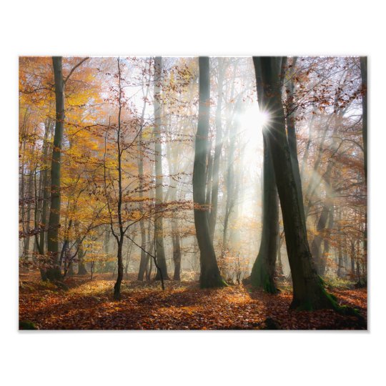 Sun Rays Mystic Misty Scenic Forest - Paperprint Photo Print | Zazzle.com
