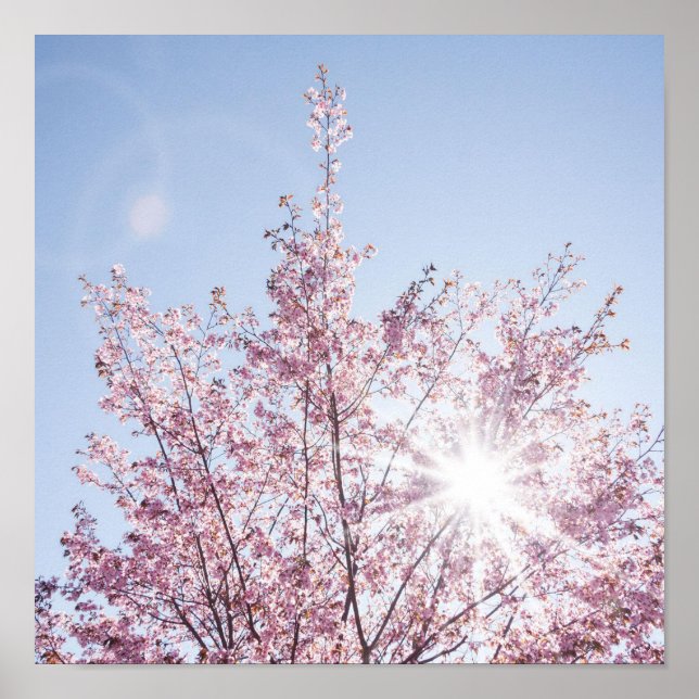 sun rays pass through pink flowers of a wow tree poster (Front)