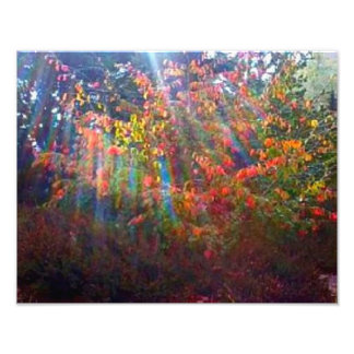 Sun Rays Print