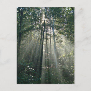 Sun-Rays Through Trees Ontario Postcard