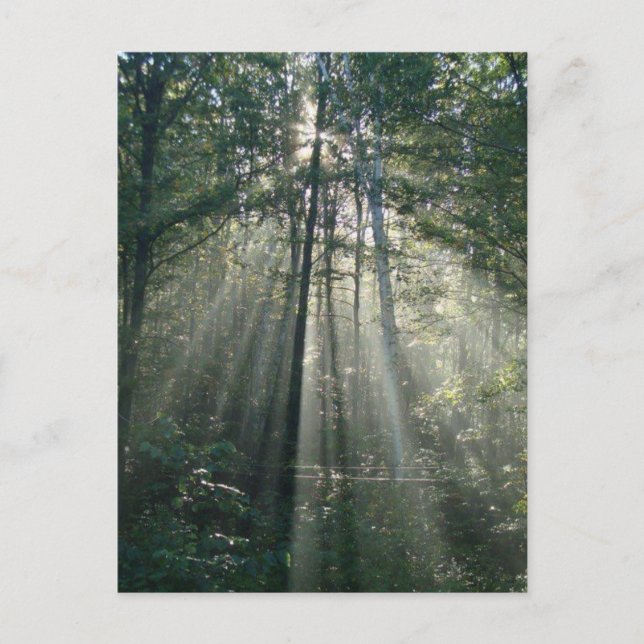 Sun-Rays Through Trees Ontario Postcard (Front)