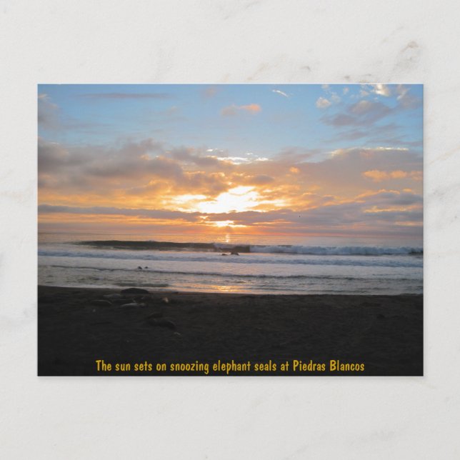 Sun Sets on Snoozing Elephant Seals Postcard (Front)