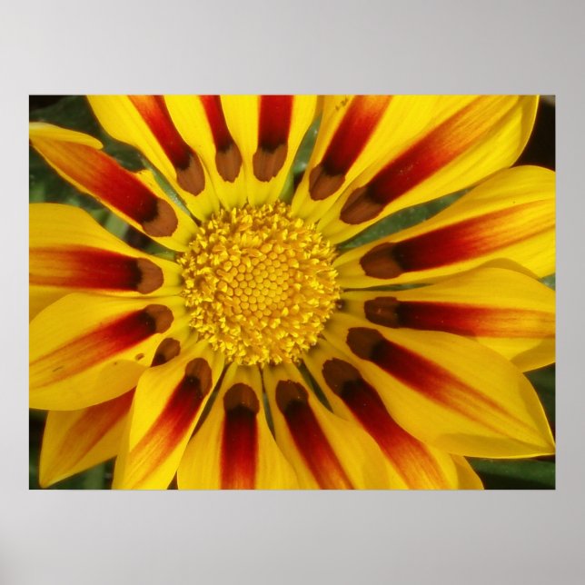 Sun Shine Poster (Front)