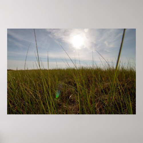 Sun shining through the tall grass poster