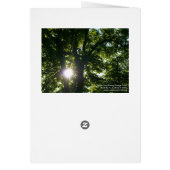 Sun Shining Through Trees (Back)