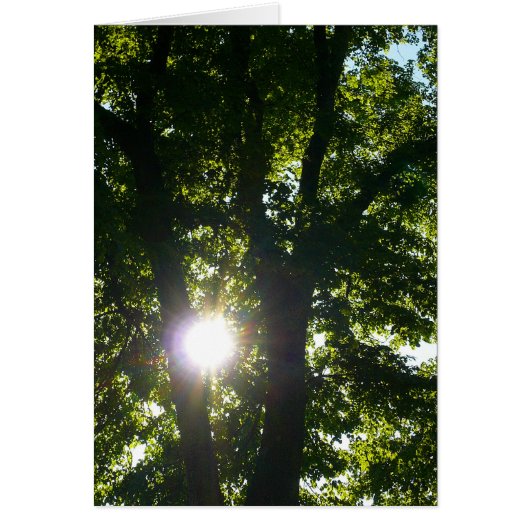 Sun Shining Through Trees (Front)