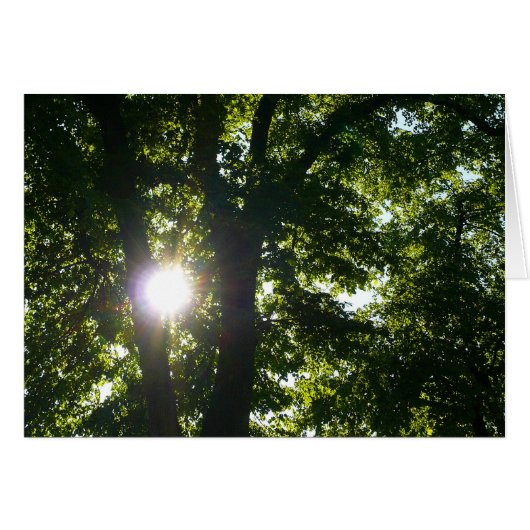 Sun Shining Through Trees Cards (Front Horizontal)