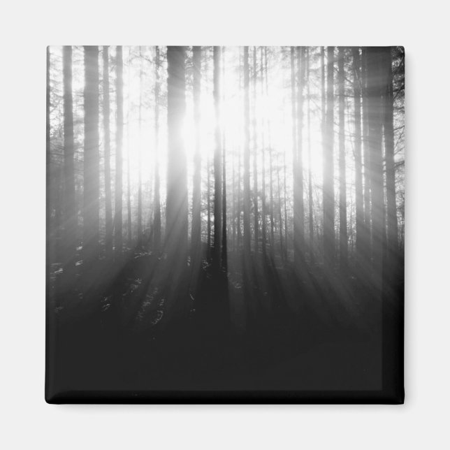 Sun Shining Through Trees in the Forest Magnet (Front)