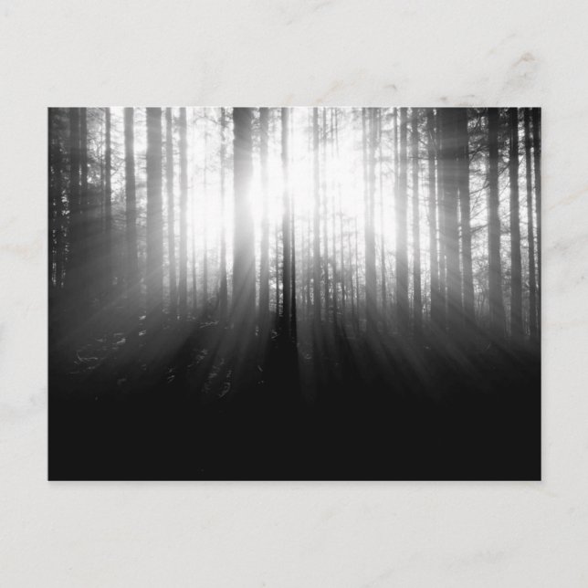Sun Shining Through Trees in the Forest Postcard (Front)