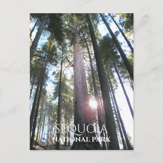 Sun through Sequoia Trees Sequoia NP, California Postcard (Front)