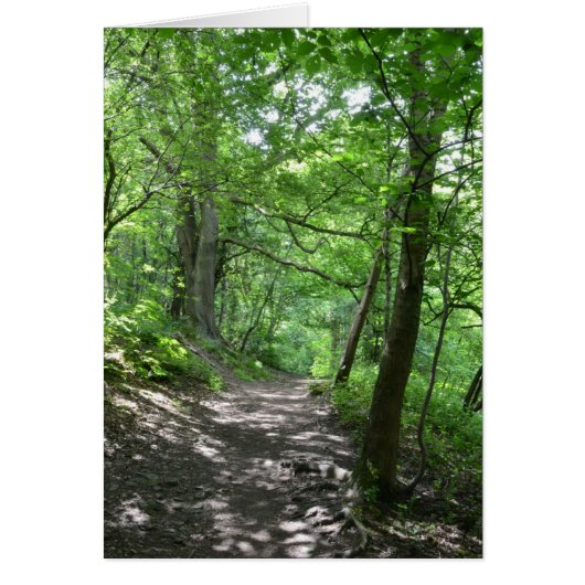 Sun Through The Trees (Front)