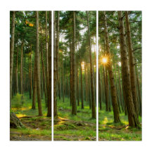 Sun through the trees