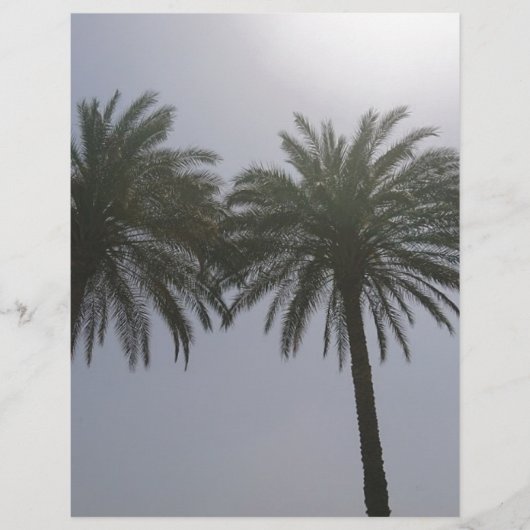 Sun Trees Egypt. (Front)