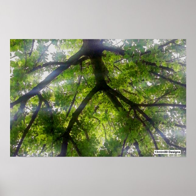 Sun Trees (Ohio) - Poster (Front)
