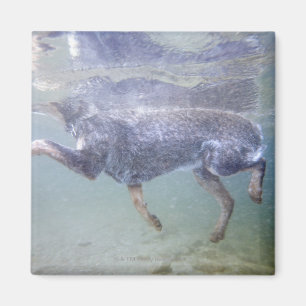 Sun Valley, Idaho, USA. Magnet