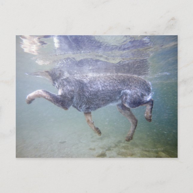 Sun Valley, Idaho, USA. Postcard (Front)