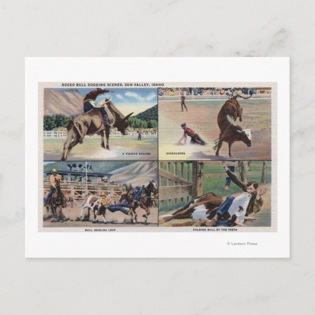 Sun Valley, IDRodeo Bull Dogging Scenes Postcard (Front)