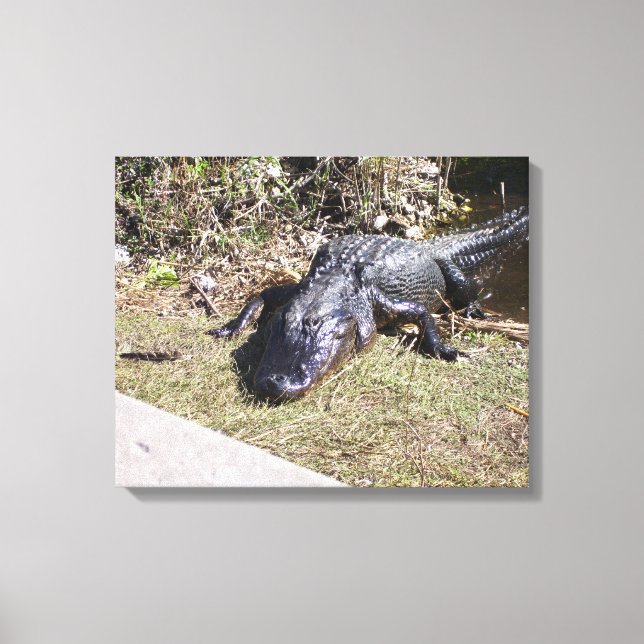 Sun‑Warmed Alligator on Florida Marshland Canvas Print (Front)