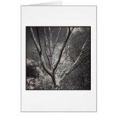 Sun Worshiping Tree (Front)