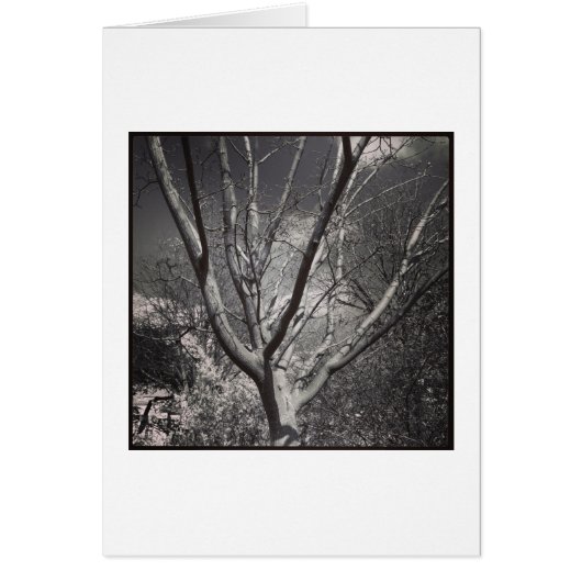Sun Worshiping Tree Cards (Front)