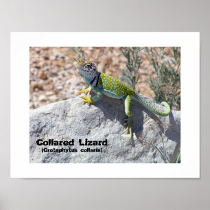 Sun Worshipping Colorful Collared Lizard Photo Poster