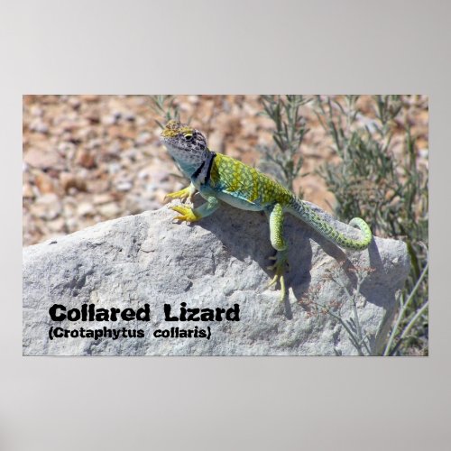 Sun Worshipping Colorful Collared Lizard Photo Poster