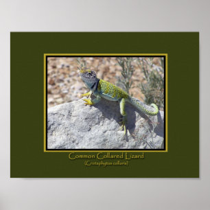 Sun Worshipping Colorful Collared Lizard Photo Poster