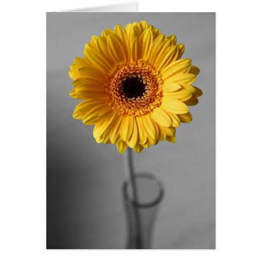 Sun Yellow Gerbera Cards (Front)
