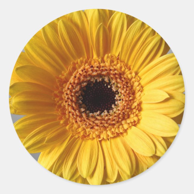Sun Yellow Gerbera Classic Round Sticker (Front)
