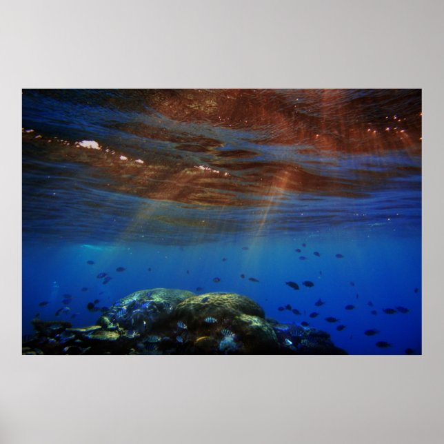 sunandcoral poster (Front)