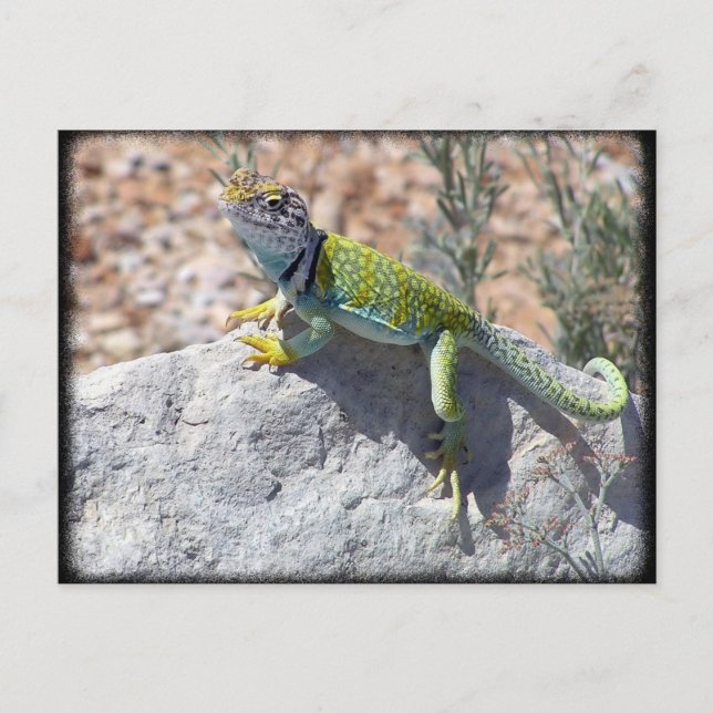 Sunbathing Collared Lizard On A Rock Photograph Postcard (Front)