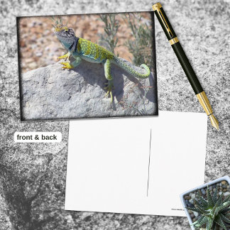 Sunbathing Collared Lizard On A Rock Photograph Postcard