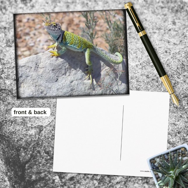 Sunbathing Collared Lizard On A Rock Photograph Postcard (Colorful collared lizard sunning on a rock postcard front with blank back.)