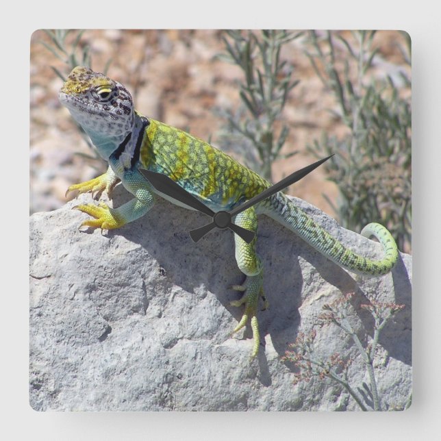 Sunbathing Colorful Collared Lizard Photograph Square Wall Clock (Front)