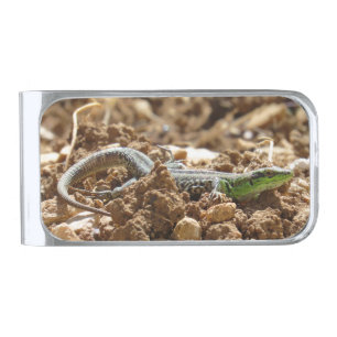 Sunbathing Dalmatian Lizard in Natural Habitat Silver Finish Money Clip