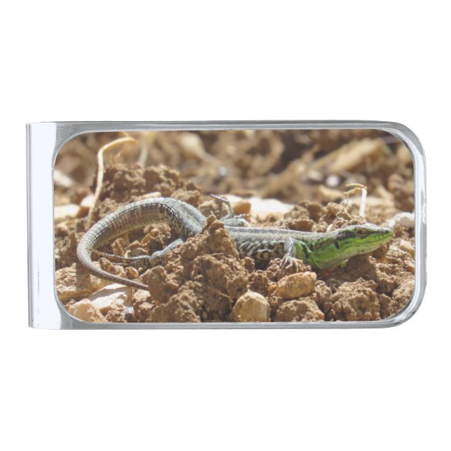 Sunbathing Dalmatian Lizard in Natural Habitat  Silver Finish Money Clip (Front)