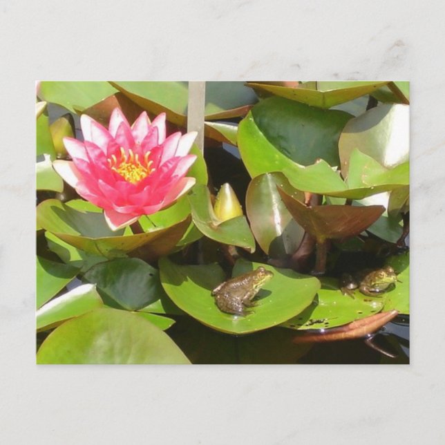 Sunbathing Frogs Postcard (Front)